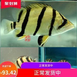 印尼虎魚繁殖期水質管理技巧，印尼虎魚繁殖期水質管理技巧，