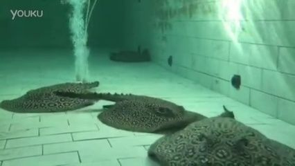 黑帝王魟魚被盜：關于“黑帝王魟魚被盜”的情況