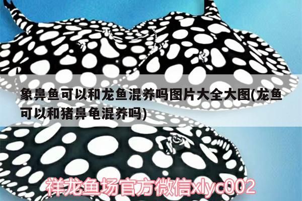 象鼻魚可以和龍魚混養嗎圖片大全大圖(龍魚可以和豬鼻龜混養嗎) 豬鼻龜百科 第3張 象鼻魚可以和龍魚混養嗎圖片大全大圖(龍魚可以和豬鼻龜混養嗎) 象鼻魚可以和龍魚混養嗎圖片大全大圖(龍魚可以和豬鼻龜混養嗎) 豬鼻龜百科 第3張