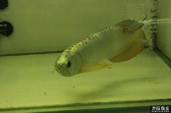 金頭過背金龍魚多少錢一條啊