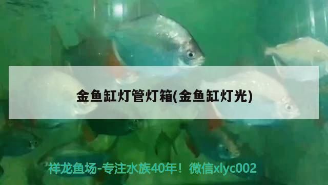 金魚缸燈管燈箱(金魚缸燈光)