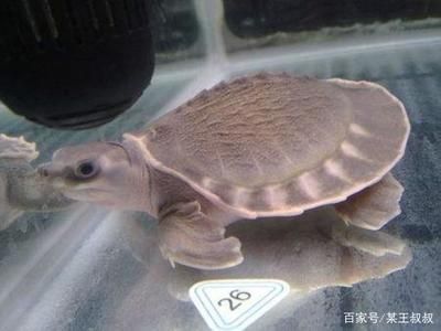 豬鼻龜是幾級保護動物嗎為什么：豬鼻龜是幾級保護動物