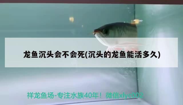 龍魚沉頭會不會死(沉頭的龍魚能活多久)
