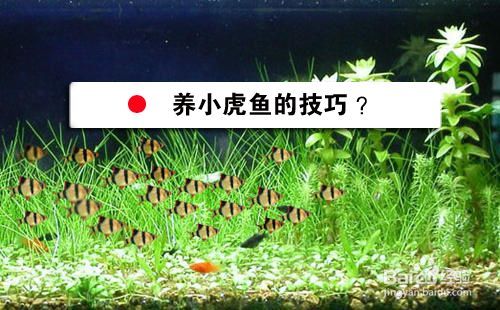 貴陽(yáng)虎魚，虎魚飼養(yǎng)技巧有哪些，