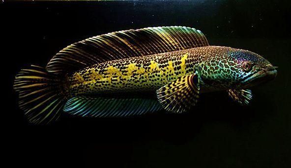 龍魚和元寶鳳凰混養(yǎng)怎么樣啊：元寶鳳凰與龍魚的混養(yǎng)效果被認(rèn)為是相當(dāng)美好的，網(wǎng)友：勞斯萊斯
