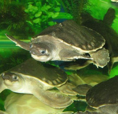 豬鼻龜是什么品種：豬鼻龜是一種怎樣的動物，它的特點是什么？