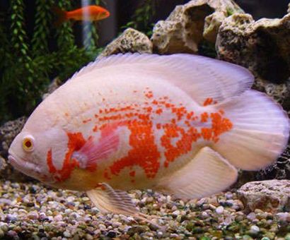 魚缸過濾器圖片下濾怎么擺放好看視頻（ 魚缸過濾器安裝步驟）