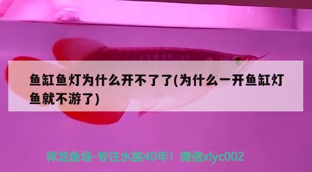 魚缸魚燈為什么開不了了(為什么一開魚缸燈魚就不游了)