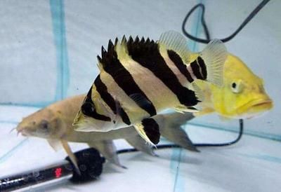 印虎魚怎么讓它白天變明晚上變黑：印尼虎魚怎么讓它白天變明晚上變黑