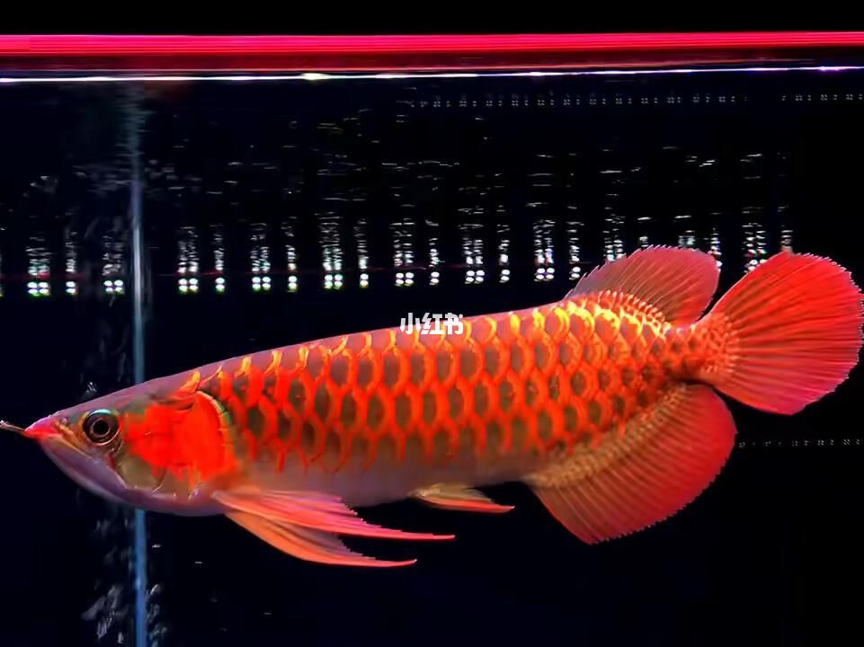 龍魚(yú)虎魚(yú)圖片大全大圖（如何區(qū)分龍魚(yú)和虎魚(yú)的性別？）