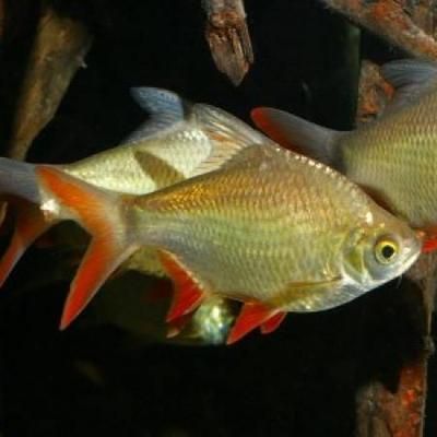 和尚魚壽命（和尚魚的養(yǎng)護(hù)秘籍）