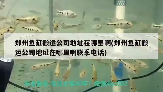 鄭州魚缸搬運公司地址在哪里啊(鄭州魚缸搬運公司地址在哪里啊聯系電話)