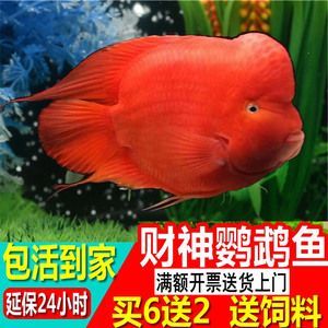 黃金貓魚繁殖飼料選擇指南（金魚繁殖飼料選擇指南）