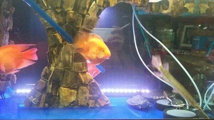 黃金貓魚繁殖飼料選擇指南（金魚繁殖飼料選擇指南）