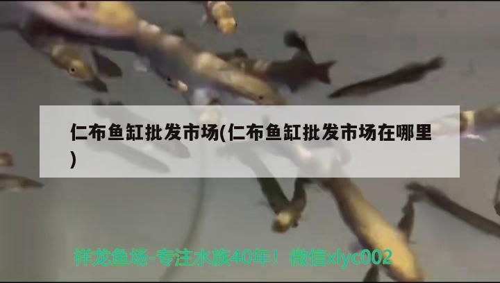 仁布魚缸批發市場(仁布魚缸批發市場在哪里) 仁布魚缸批發市場(仁布魚缸批發市場在哪里) 錦鯉魚百科 第3張