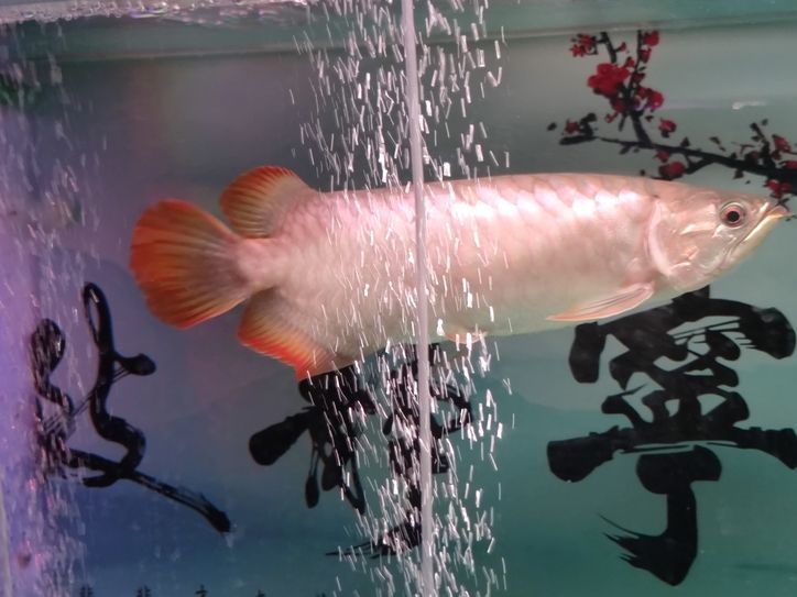 小龍魚：大湖紅龍,冰淇淋評論：喜歡
