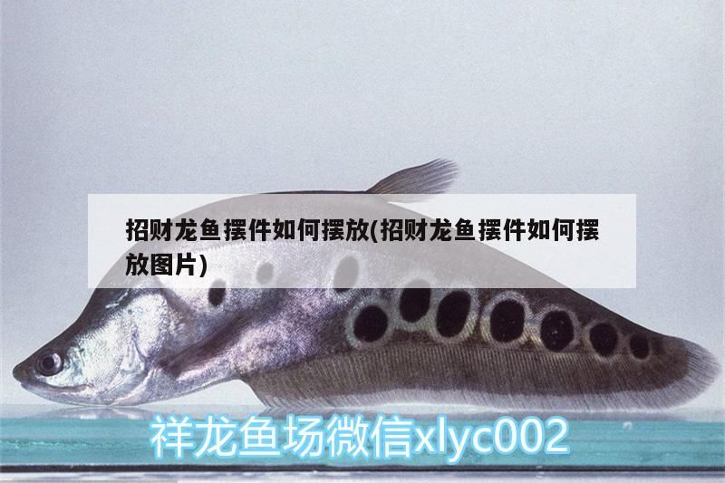 招財龍魚擺件如何擺放(招財龍魚擺件如何擺放圖片)