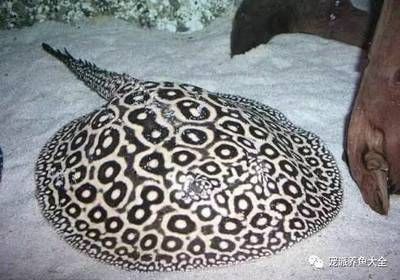魟魚黑帝王：黑帝王魟魚是一種具有極高觀賞價值和經濟價值和經濟價值的魚類 魟魚黑帝王：黑帝王魟魚是一種具有極高觀賞價值和經濟價值和經濟價值的魚類 魟魚百科 第4張