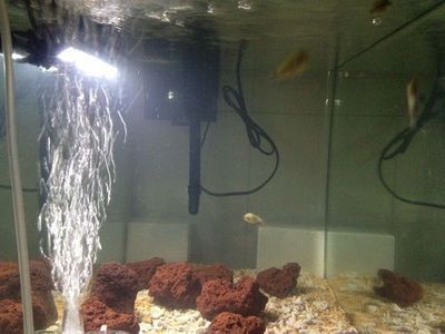 魚缸怎么看好壞，魚缸的質量和外觀是評估其好壞的重要因素