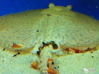 魟魚有病的前兆：魟魚可能存在的疾病前兆，[需手動填充]魚有病的前兆，