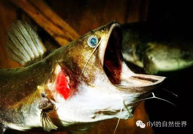 許昌最大的賣魚缸的地方是哪里啊多少錢一條(許昌哪里有賣魚的) 許昌最大的賣魚缸的地方是哪里啊多少錢一條(許昌哪里有賣魚的) 元寶鳳凰魚百科 第2張