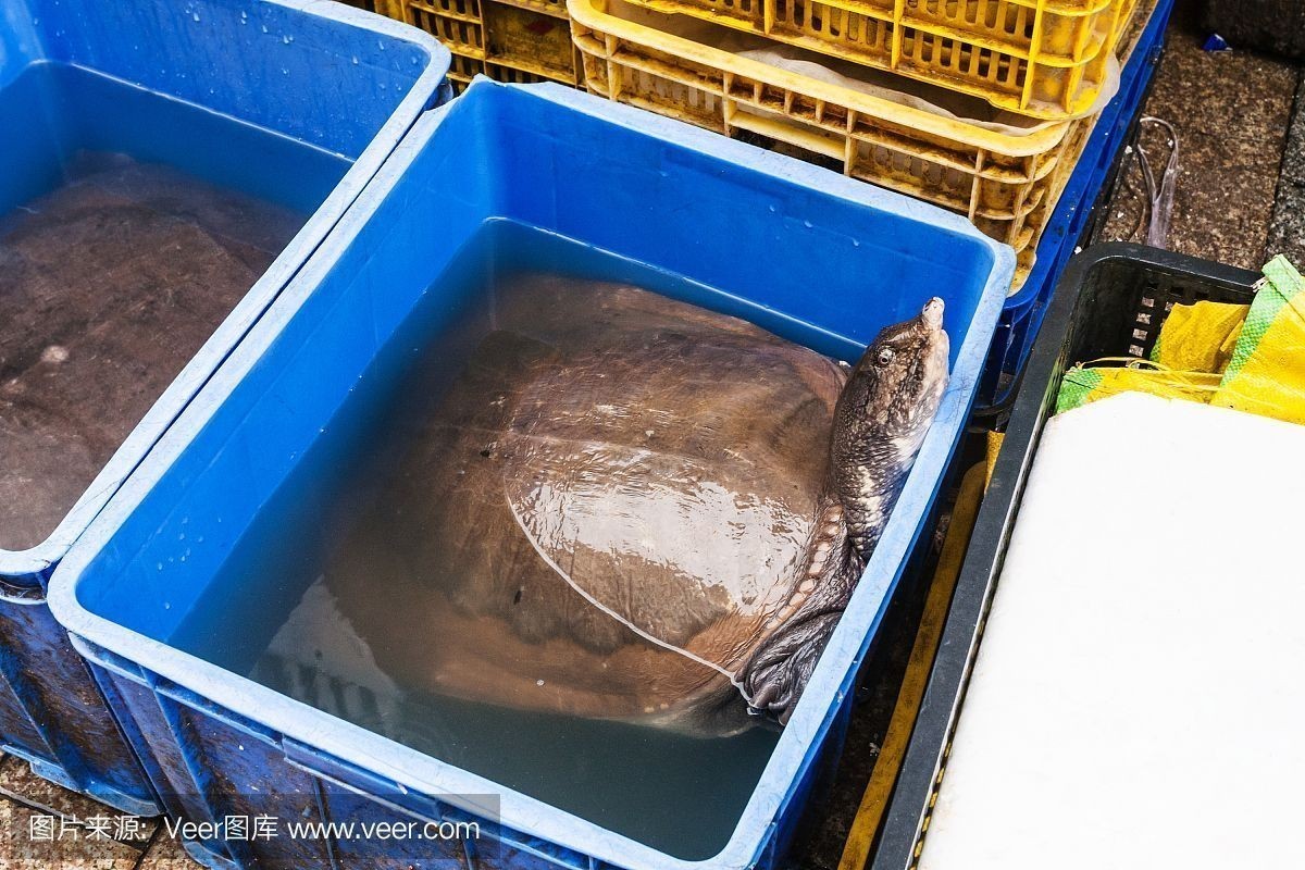 水族館店鋪里有什么動物和植物（探討水族館店鋪中常見的動物和植物種類）
