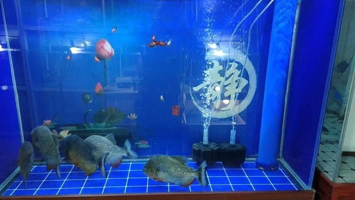 金龍魚魚缸停電幾小時后怎么處理好，停電后金龍魚如何保持體溫