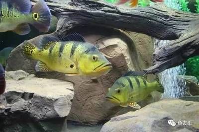 咸陽魚缸批發(fā)市場（咸陽哪兒有賣魚缸的）