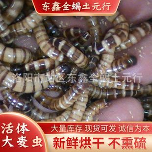 金龍魚繁殖期的飼料選擇：金龍魚繁殖期飼料品牌推薦