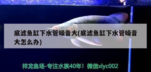 底濾魚缸下水管噪音大(底濾魚缸下水管噪音大怎么辦)