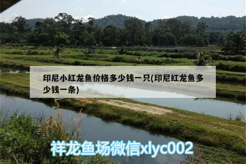 印尼小紅龍魚價(jià)格多少錢一只(印尼紅龍魚多少錢一條)