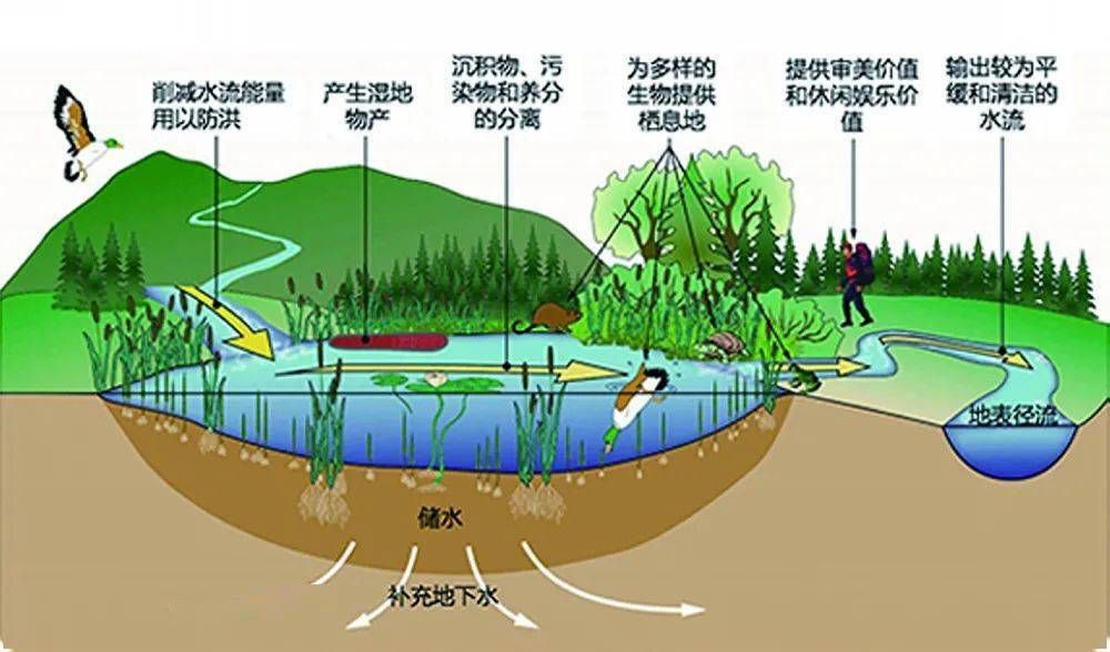 龍魚跟什么魚混養合適圖片（ 龍魚跟什么魚混養合適圖片欣賞）