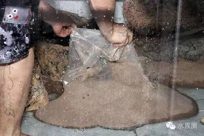虎魚紋身：將虎魚紋身作為身體藝術可行嗎？