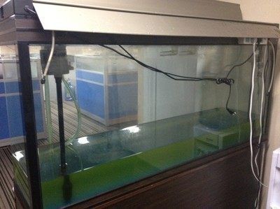 龍魚缸養水養多久換水好，龍魚缸換水頻率取決于多個因素，冬季龍魚換水注意事項