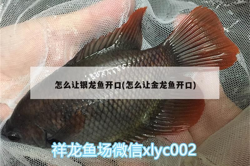 怎么讓銀龍魚開口(怎么讓金龍魚開口)