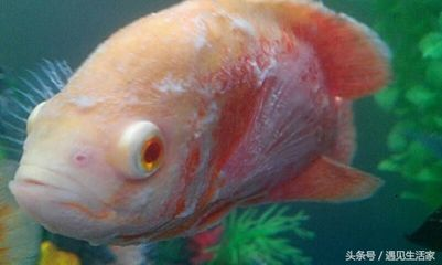 觀賞魚的常見病有哪些：觀賞魚可能會患上多種疾病，這些疾病可能會由不同的病原體引起
