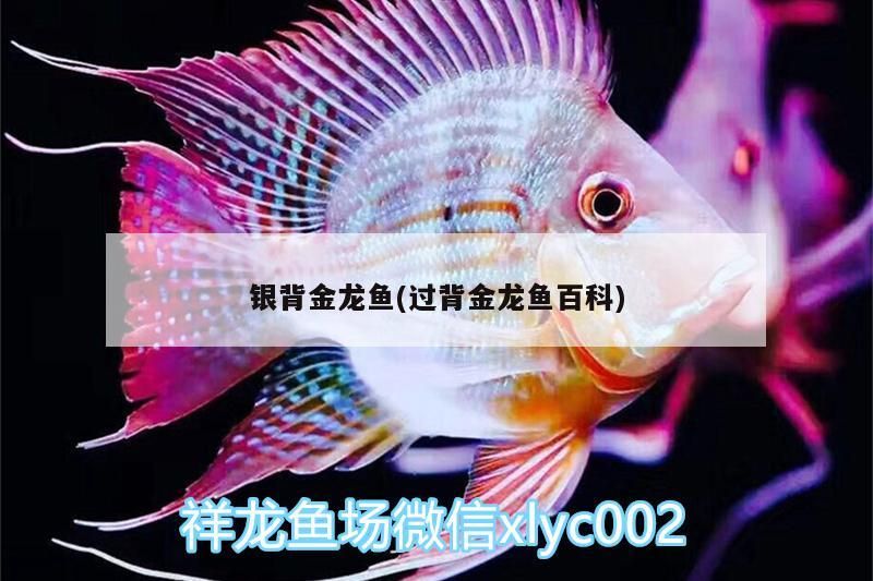 銀背金龍魚(過背金龍魚百科)