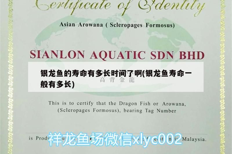 銀龍魚的壽命有多長時間了啊(銀龍魚壽命一般有多長)