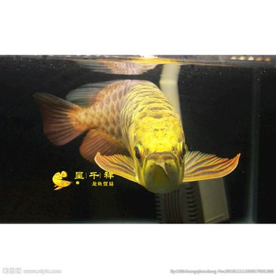 祥龍金龍魚怎么樣：如何挑選高品質祥龍金龍魚,祥龍金龍魚適宜的水環境設置