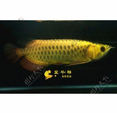 祥龍金龍魚怎么樣：如何挑選高品質祥龍金龍魚,祥龍金龍魚適宜的水環境設置