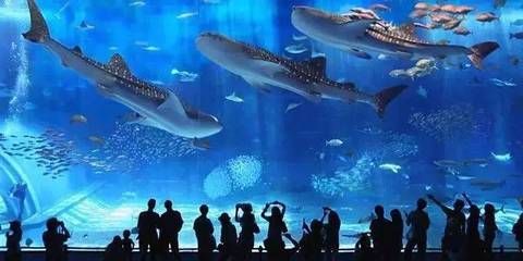 想開一家水族館（如何成功開設一家水族館市場調研水族館市場的成功要素） 想開一家水族館（如何成功開設一家水族館市場調研水族館市場的成功要素） 水族館百科（水族館加盟） 第5張