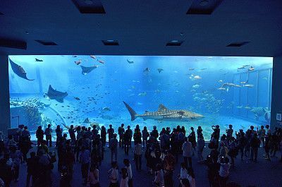 想開一家水族館（如何成功開設一家水族館市場調研水族館市場的成功要素） 想開一家水族館（如何成功開設一家水族館市場調研水族館市場的成功要素） 水族館百科（水族館加盟） 第6張