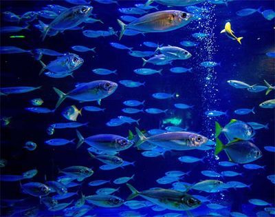 水族館如何診斷魚病（水族館診斷魚病是一個多步驟、多步驟、多角度的過程）