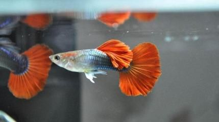黑色觀賞魚種類有哪些（幾種常見的黑色觀賞魚種類及其價格）