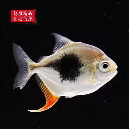 黑色觀賞魚種類有哪些（幾種常見的黑色觀賞魚種類及其價格）