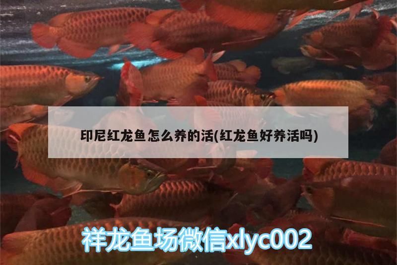 印尼紅龍魚怎么養的活(紅龍魚好養活嗎)