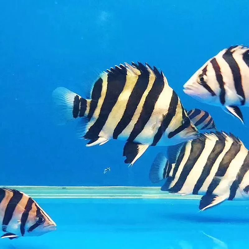 皇冠魟魚小時候點發(fā)黃：皇冠魟魚小時候點發(fā)黃可能是由于遺傳因素、飼養(yǎng)者的養(yǎng)護方法