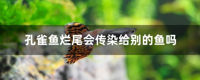孔雀魚爛尾會傳染給別的魚嗎