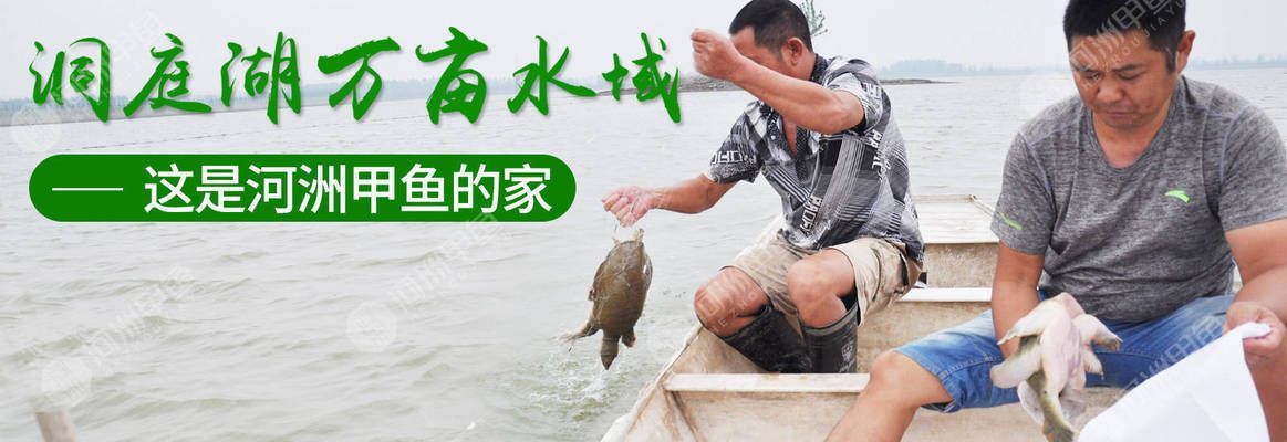 虎魚苗活餌料消毒方法，虎魚苗活餌料怎么消毒