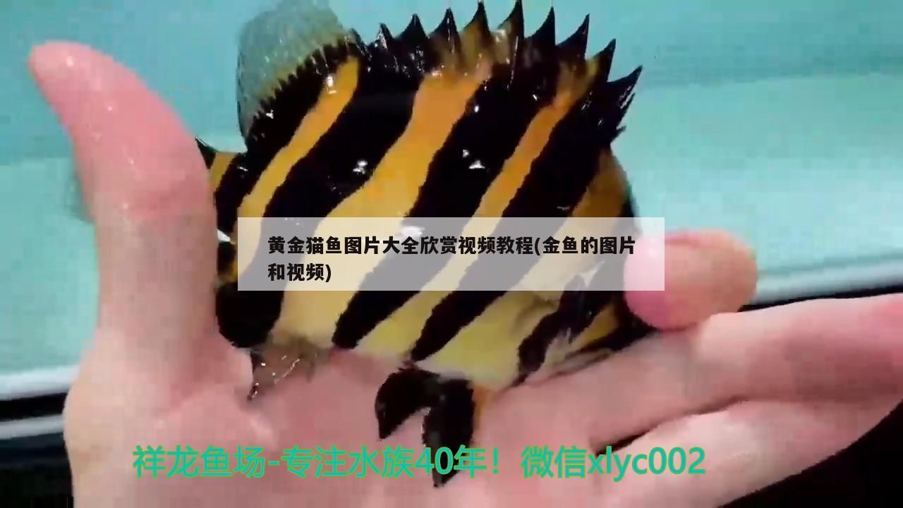 黃金貓魚圖片大全欣賞視頻教程(金魚的圖片和視頻)